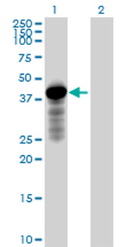 HOMER2 purified MaxPab mouse polyclonal antibody (B01P)