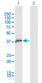 AIM2 MaxPab rabbit polyclonal antibody (D01)