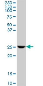 GSTO1 purified MaxPab mouse polyclonal antibody (B01P)