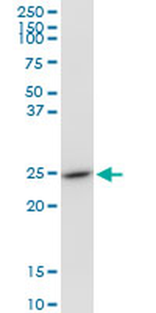 GSTO1 purified MaxPab mouse polyclonal antibody (B01P)