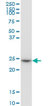 GSTO1 purified MaxPab mouse polyclonal antibody (B01P)