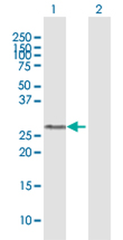 GSTO1 purified MaxPab mouse polyclonal antibody (B01P)