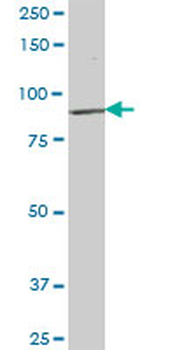 KIF3B purified MaxPab mouse polyclonal antibody (B01P)