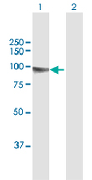 KIF3B purified MaxPab mouse polyclonal antibody (B01P)