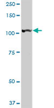 LONP1 purified MaxPab rabbit polyclonal antibody (D01P)