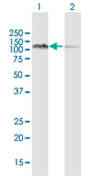 LONP1 purified MaxPab rabbit polyclonal antibody (D01P)
