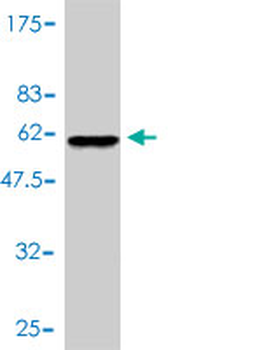 SNAP29 monoclonal antibody (M01), clone 3E4-E6