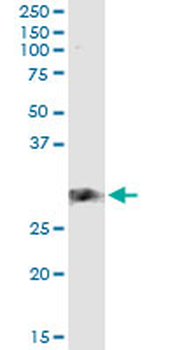 CD83 monoclonal antibody (M01), clone 3G10-1F4