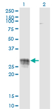 CD83 monoclonal antibody (M01), clone 3G10-1F4