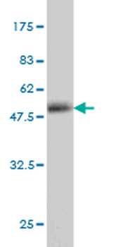 CD83 monoclonal antibody (M01), clone 3G10-1F4