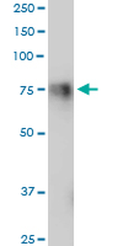 GPR56 purified MaxPab mouse polyclonal antibody (B01P)