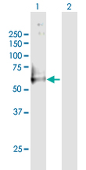 GPR56 purified MaxPab mouse polyclonal antibody (B01P)