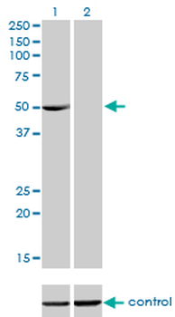 PDLIM7 monoclonal antibody (M01), clone 2D6