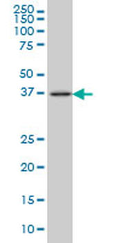 FAIM3 monoclonal antibody (M01), clone 1E4