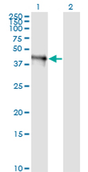 FAIM3 monoclonal antibody (M01), clone 1E4