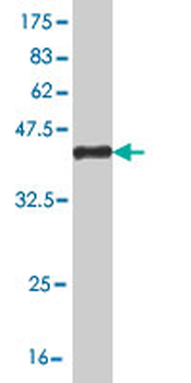 FAIM3 monoclonal antibody (M01), clone 1E4