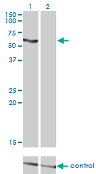 SLC33A1 monoclonal antibody (M07), clone 3A4