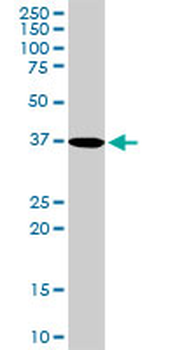 PDLIM1 purified MaxPab rabbit polyclonal antibody (D01P)