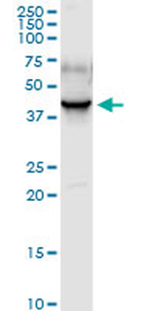 PDLIM1 purified MaxPab rabbit polyclonal antibody (D01P)