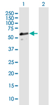 DNAJA3 MaxPab mouse polyclonal antibody (B01)