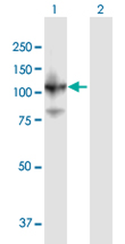 SART1 purified MaxPab mouse polyclonal antibody (B01P)
