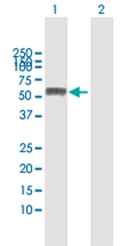 PKMYT1 MaxPab rabbit polyclonal antibody (D01)