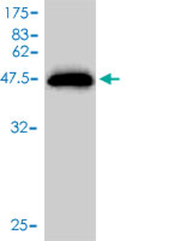 UBE2M monoclonal antibody (M01), clone 3C4