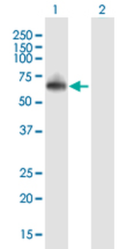 RNF8 purified MaxPab mouse polyclonal antibody (B01P)