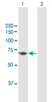 TAF1B MaxPab rabbit polyclonal antibody (D01)