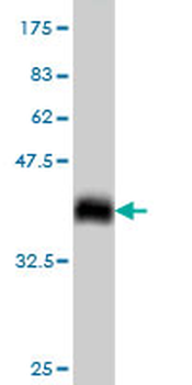 F2RL3 monoclonal antibody (M01), clone 5F4