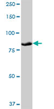 PLOD3 purified MaxPab mouse polyclonal antibody (B01P)