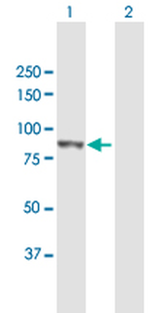 PLOD3 purified MaxPab mouse polyclonal antibody (B01P)