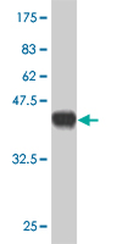 GYG2 monoclonal antibody (M04), clone 3D10