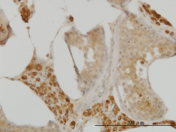 C10orf7 monoclonal antibody (M08), clone 4B9