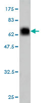 C10orf7 monoclonal antibody (M08), clone 4B9