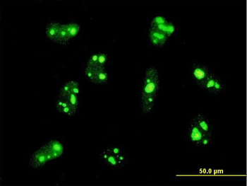 PER2 monoclonal antibody (M01), clone 5C10