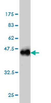 TSC22D1 monoclonal antibody (M01), clone 1G7
