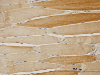 ALKBH1 purified MaxPab mouse polyclonal antibody (B01P)