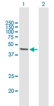 ALKBH1 purified MaxPab mouse polyclonal antibody (B01P)