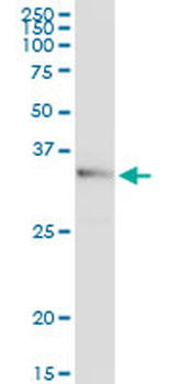 WISP2 MaxPab rabbit polyclonal antibody (D01)
