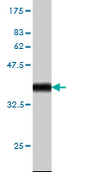 BANF1 monoclonal antibody (M07), clone M2