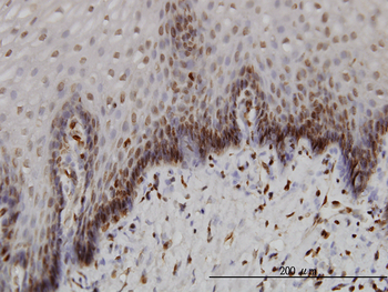 BANF1 monoclonal antibody (M01), clone 3F10-4G12