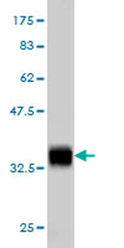 BANF1 monoclonal antibody (M01), clone 3F10-4G12