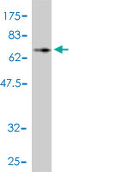 CCNK monoclonal antibody (M01), clone 3B7-1B9