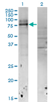 IL18RAP monoclonal antibody (M04), clone 4G4
