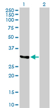 TNFSF10 purified MaxPab rabbit polyclonal antibody (D01P)