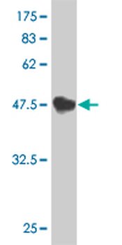 TNFSF13 monoclonal antibody (M02), clone G3