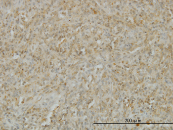TNFSF14 monoclonal antibody (M01), clone 4E3