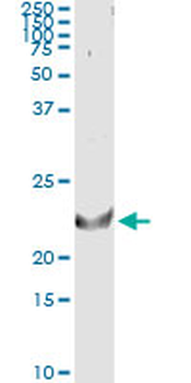 TNFSF14 monoclonal antibody (M01), clone 4E3