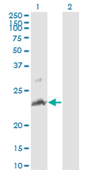 TNFSF14 monoclonal antibody (M01), clone 4E3